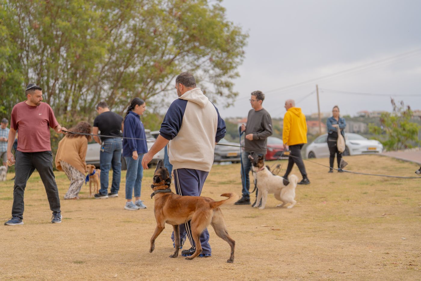בר ואלון - אילוף כלבים קבוצתי