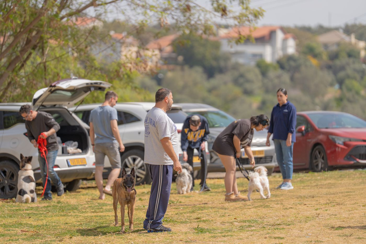 אילוף כלבים קבוצתי בשטח פתוח