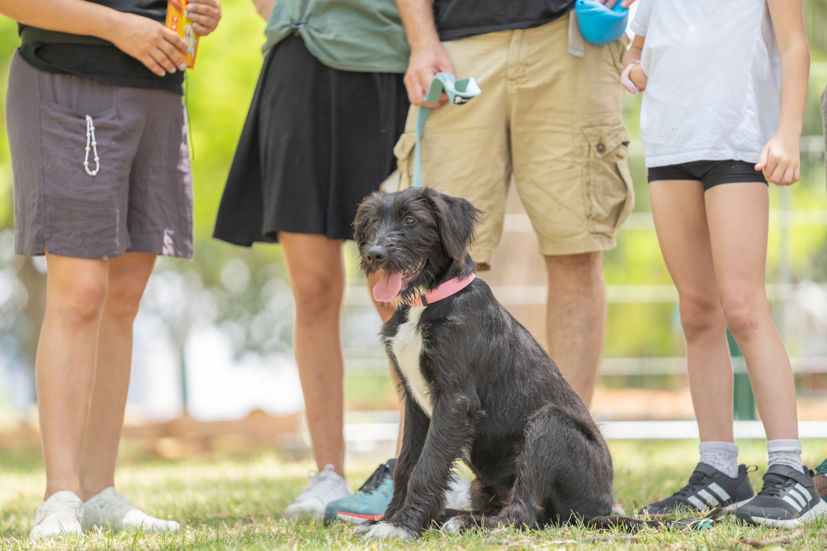 אילוף קבוצתי